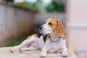 Cute beagle puppies. Happy beagle dog relaxing looking sleepy and sitting on the white marble table at home outside. Animals mamal dog concept. photo
