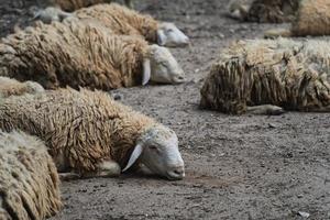 Group of white sheep sleeping in the cage in the local farm zoo with selective focus.A breed of domestic sheep from the chiang mai zoo in Thailand. photo