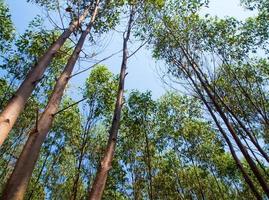 View at the treetop of eucalyptus trees in the farmland photo