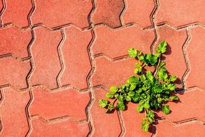 Small weed on red concrete block footpath photo