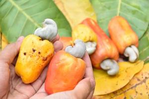 Cashew apples holding in hands, blurred background. Selective and soft focus on hands and cashew apples. photo