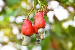 A bunch of cashew apples on a cashew tree. photo