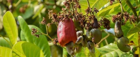 un montón de manzanas de cajú en un árbol de cajú. foto