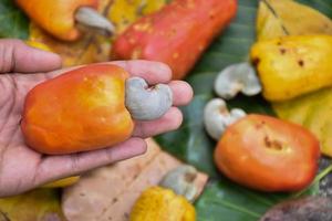 Cashew apples holding in hands, blurred background. Selective and soft focus on hands and cashew apples. photo