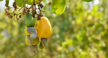 un montón de manzanas de cajú en un árbol de cajú. foto