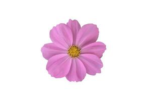 Isolated pink cosmos flower with clipping paths. photo