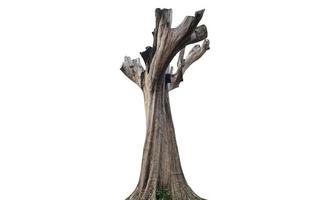 Isolated dead trunk with clipping paths. photo