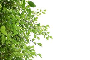 Isolated ficus benjamina branches and leaves with clipping paths. photo