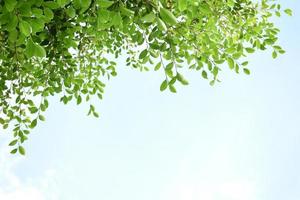 Ficus benjamina branches and leaves with cloudy and bluesky background. photo