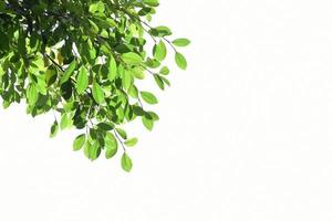 Isolated ficus benjamina branches and leaves with clipping paths. photo