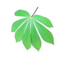 Isolated cassava or tapioca leaf with clipping paths. photo
