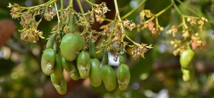 A bunch of cashew apples on a cashew tree. photo