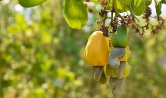 un montón de manzanas de cajú en un árbol de cajú. foto