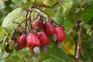 A bunch of cashew apples on a cashew tree. photo