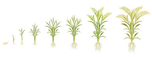 crecimiento del arroz en etapas. ciclo de cultivo de cereales. infografía de desarrollo de plantas desde la semilla hasta la cosecha. vector