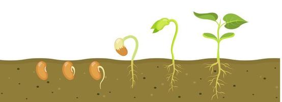 germinación de semillas de frijol en el suelo. etapas de crecimiento de las plántulas en la agricultura. vector