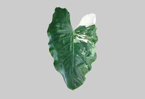 Isolated colocasia morning dew leaf and colocasia milky way leaf with clipping paths. photo