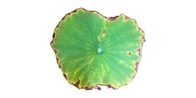 Isolated waterlily or lotus plants with clipping paths. photo