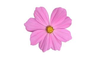 flor de cosmos rosa aislada con caminos de recorte. foto