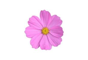 Isolated pink cosmos flower with clipping paths. photo