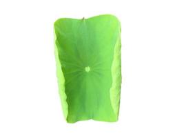 Isolated waterlily or lotus leaf and plant with clipping paths. photo