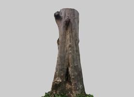 Isolated dead trunk with clipping paths. photo