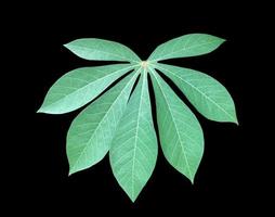 Isolated cassava or tapioca leaf with clipping paths. photo