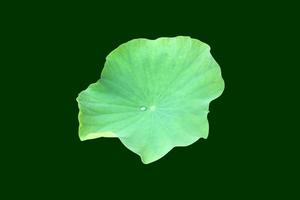 Isolated waterlily or lotus plants with clipping paths. photo