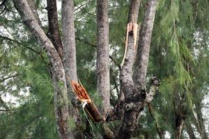 The branches of the pines were struck by lightning and were torn down. photo