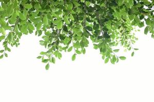 Isolated ficus benjamina branches and leaves with clipping paths. photo