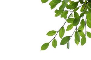 Isolated ficus benjamina branches and leaves with clipping paths. photo