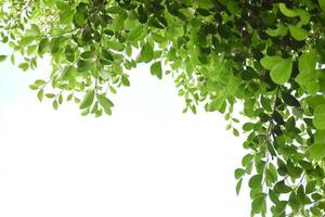 ramas y hojas aisladas de ficus benjamina con caminos de recorte. foto