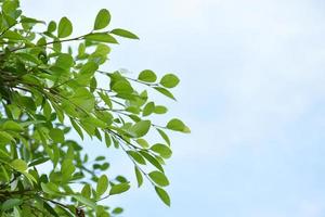 Ficus benjamina branches and leaves with cloudy and bluesky background. photo