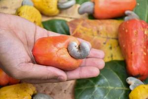 Cashew apples holding in hands, blurred background. Selective and soft focus on hands and cashew apples. photo