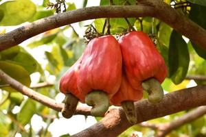 A bunch of cashew apples on a cashew tree. photo