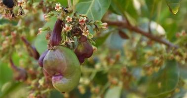 A bunch of cashew apples on a cashew tree. photo