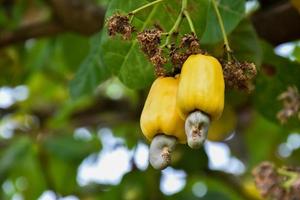 A bunch of cashew apples on a cashew tree. photo