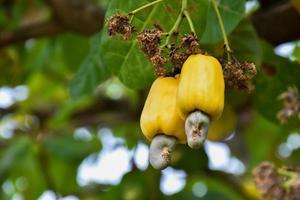 un montón de manzanas de cajú en un árbol de cajú. foto