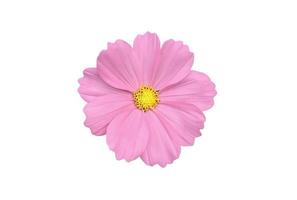 Isolated pink cosmos flower with clipping paths. photo