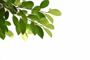 Young and fresh ficus benjamina branches and leaves with clipping paths. photo