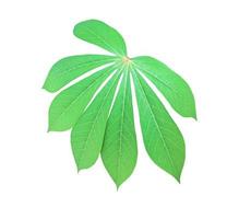 Isolated cassava or tapioca leaf with clipping paths. photo