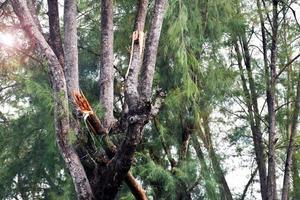 The branches of the pines were struck by lightning and were torn down. photo