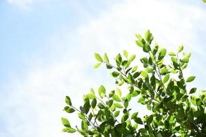 Ficus benjamina branches and leaves with cloudy and bluesky background. photo