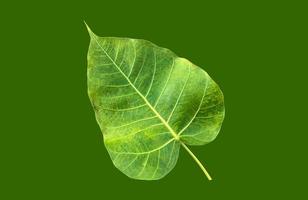 Isolated ficus religiosa leaf with clipping paths. photo