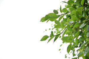 Isolated ficus benjamina branches and leaves with clipping paths. photo