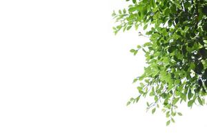 Isolated ficus benjamina branches and leaves with clipping paths. photo