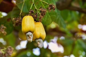 un montón de manzanas de cajú en un árbol de cajú. foto