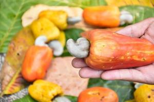 Cashew apples holding in hands, blurred background. Selective and soft focus on hands and cashew apples. photo