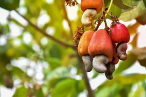 A bunch of cashew apples on a cashew tree. photo