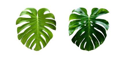 Isolated monstera deliciosa leaf with clipping paths. photo